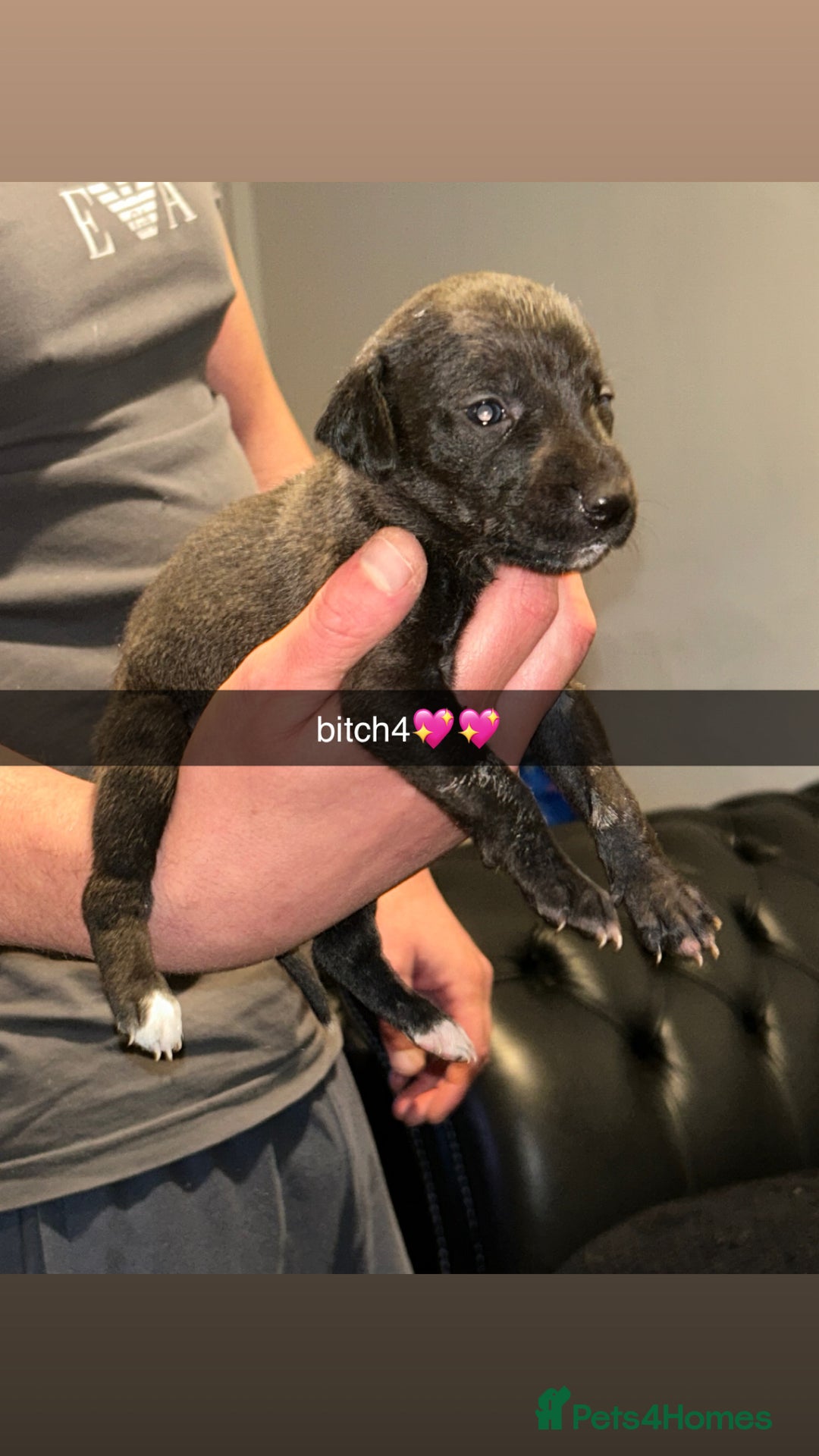 Whippet dogs for sale: whippets  - Advert 5