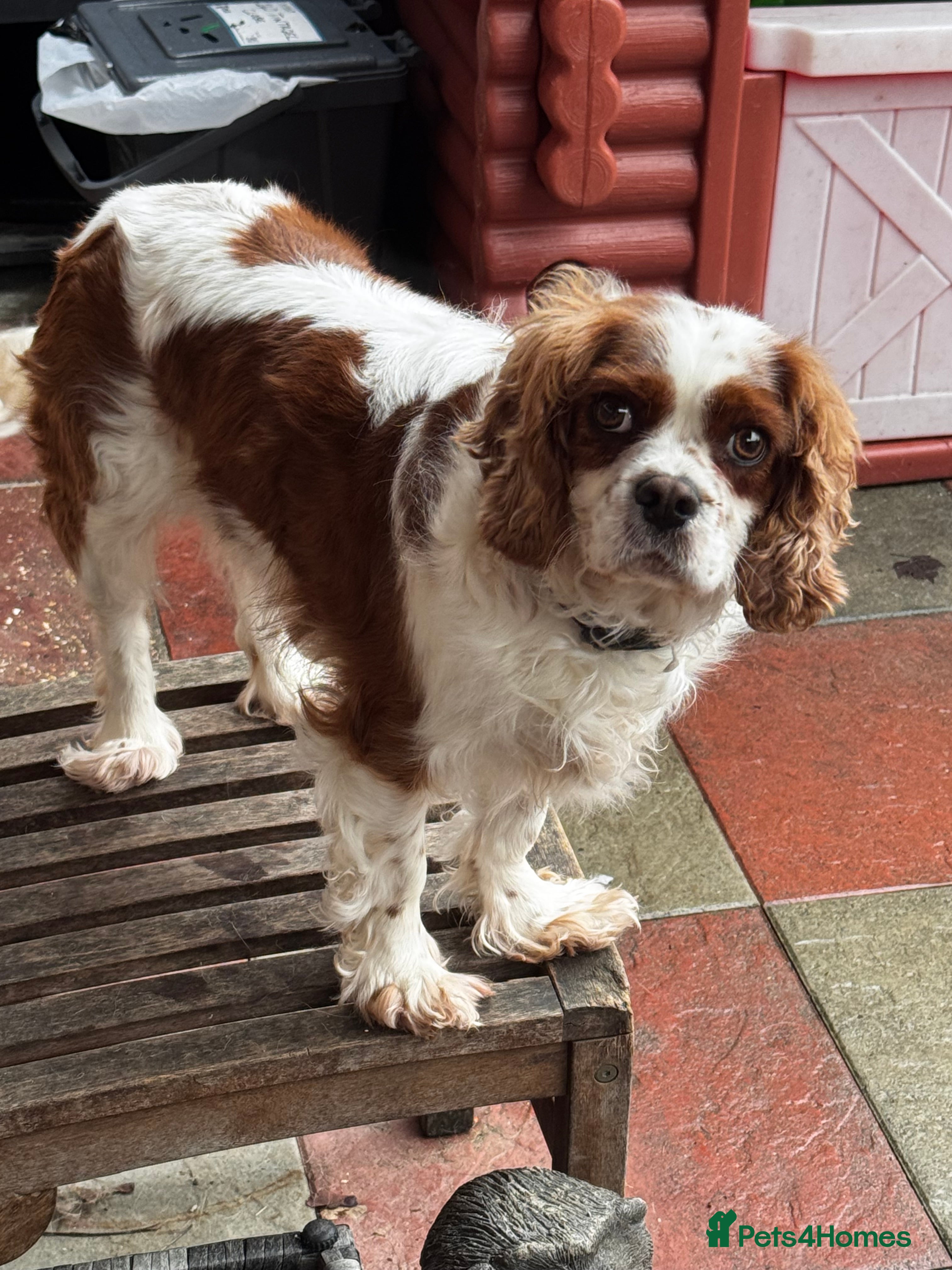 Cavalier King Charles Spaniel dogs Cavalier King Charles  - Advert 13