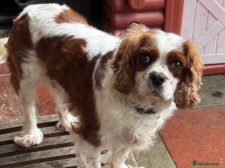 Cavalier King Charles Spaniel dogs Cavalier King Charles - Advert 1