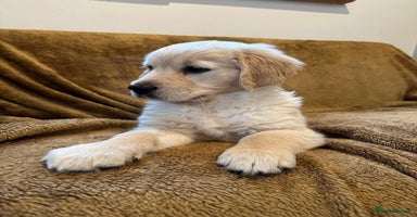 Golden Retriever dogs - Advert 1