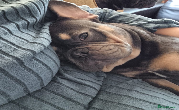 French Bulldog dogs - Advert 9