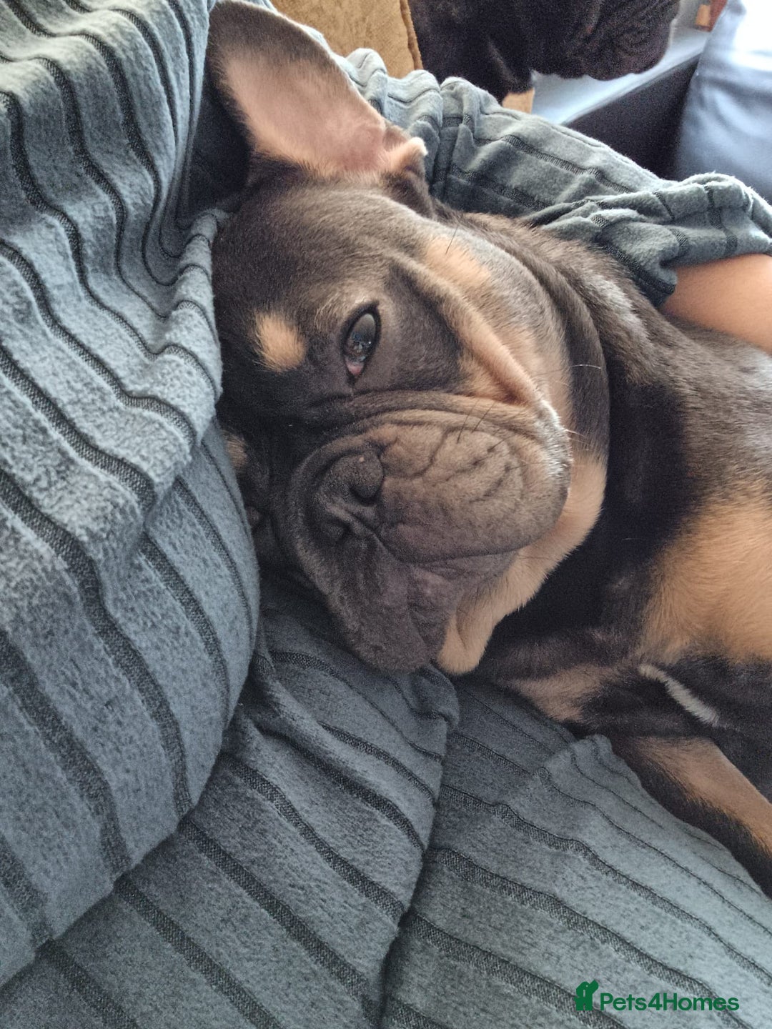 French Bulldog dogs for sale: Male French bulldog for sale  - Image 1