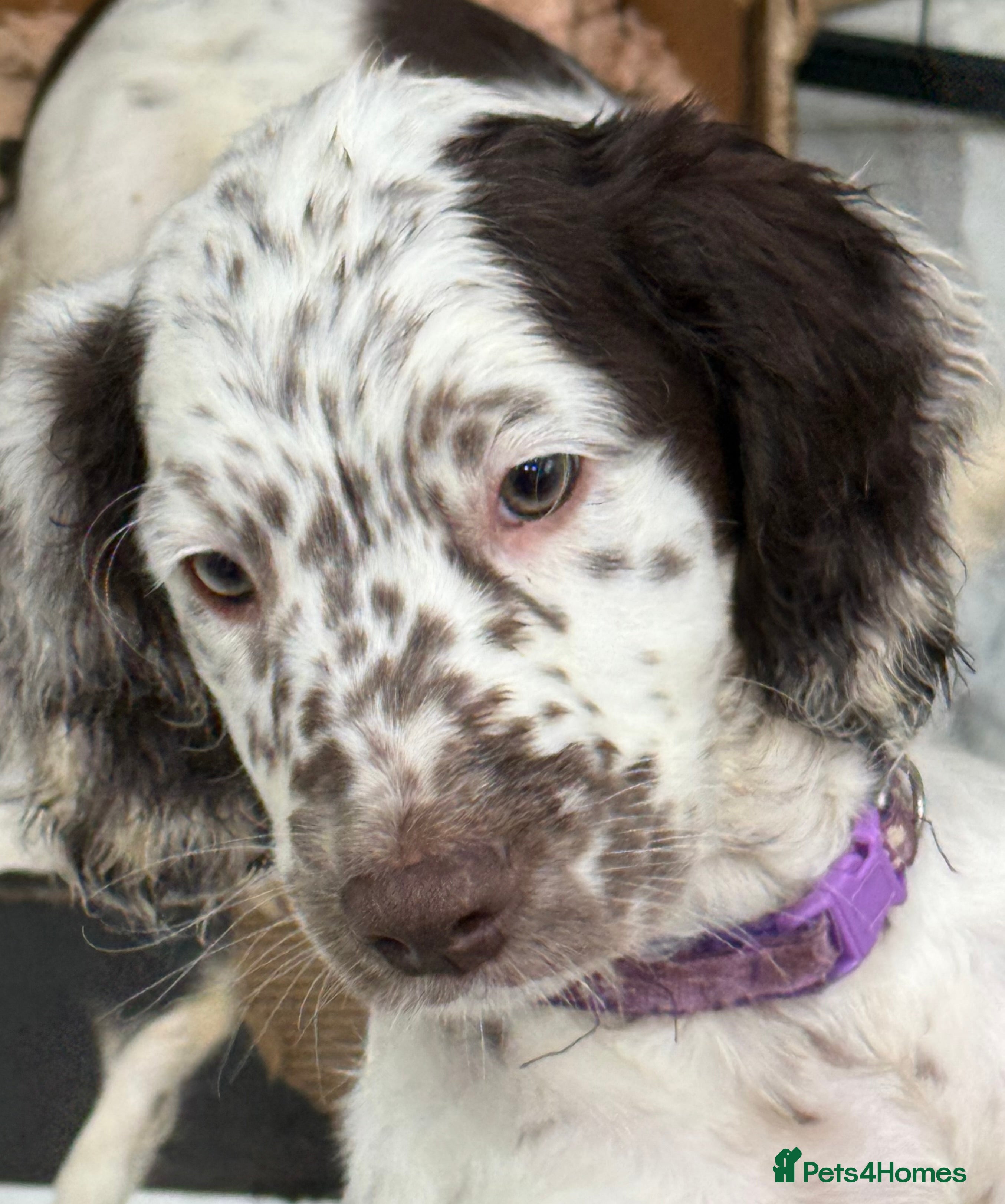 Cockapoo dogs unique puppies for sale - Advert 11