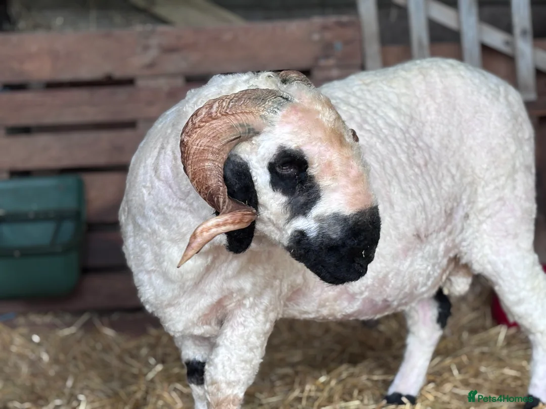 Sheep livestock for sale: Valais Blacknose available  - Advert 10