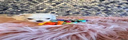 Maltese dogs for sale: Stunning korean Maltease  - Advert 22