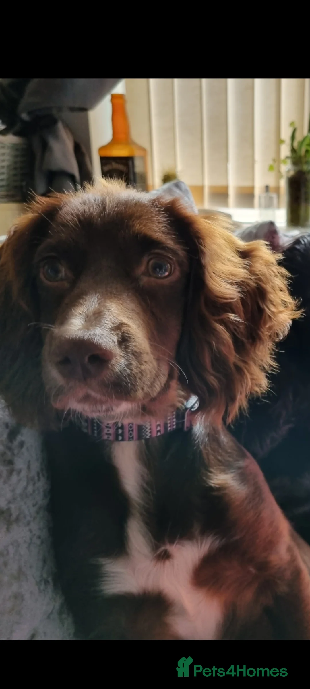 Mixed Breed dogs for sale: Docker  - Advert 3