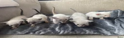 Siamese cats for sale: Traditional Siamese Kittens – 5 Available in Llanelli - Advert 3