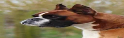 Boxer dogs for sale: Outstanding quality puppies - best pedigree - Advert 8