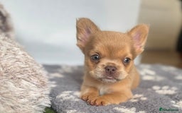 French Bulldog dogs for sale: Fluffy French Bulldogs/DNA Tested Parents  - Image 21