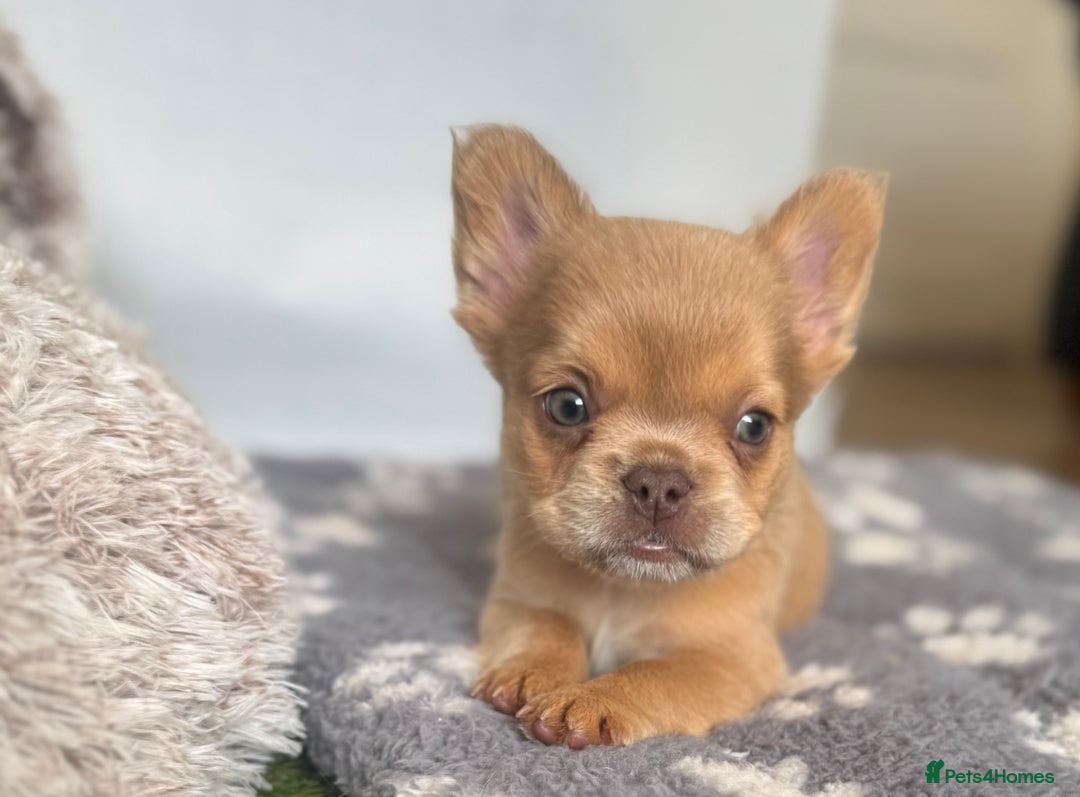 French Bulldog dogs for sale: Fluffy French Bulldogs/DNA Tested Parents  - Image 21