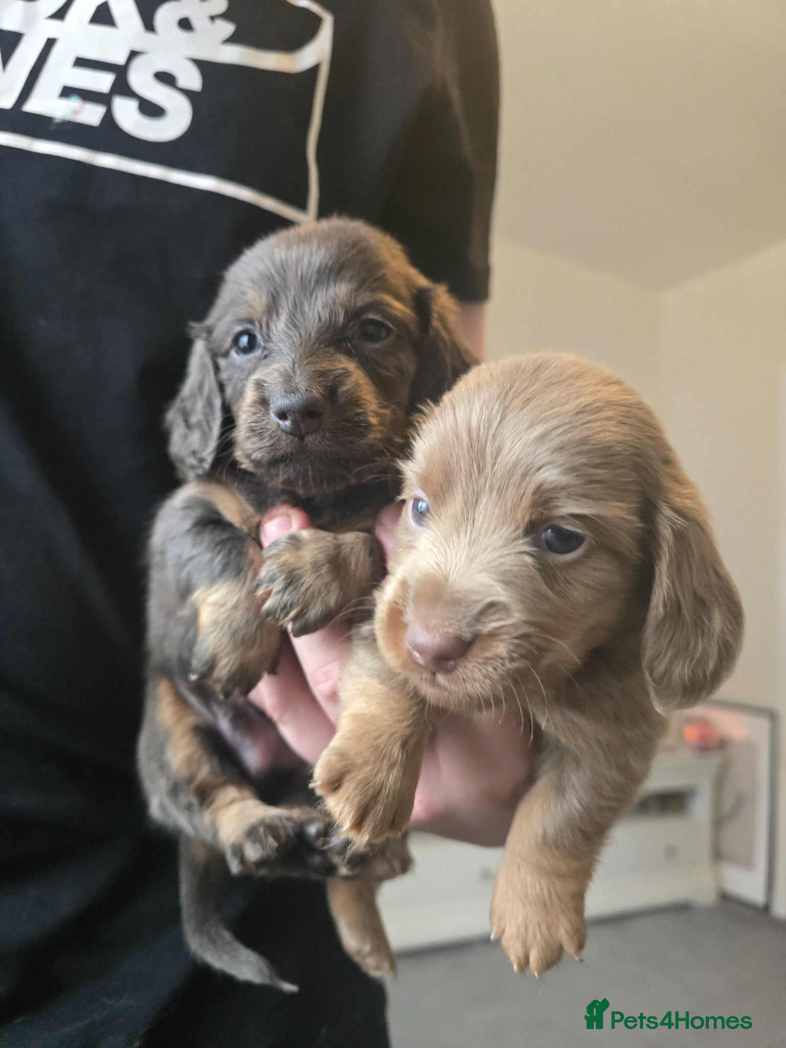 Dachshund dogs for sale: Mini dachshund long hair £850 each  - Advert 2