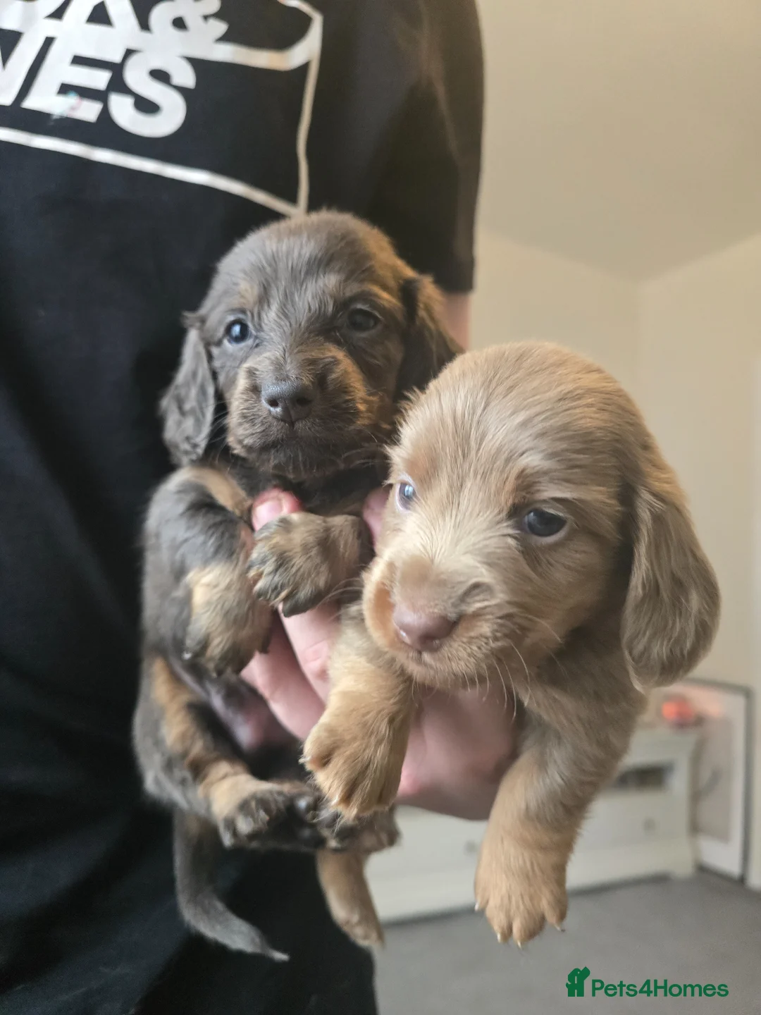 Dachshund dogs for sale: Mini dachshund long hair £850 each  - Advert 1