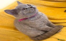 British Shorthair cats for sale: Top quality GCCF kittens  - Image 25