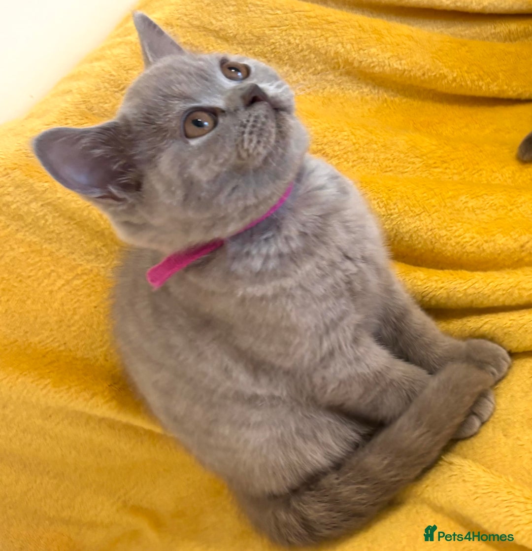 British Shorthair cats for sale: Top quality GCCF kittens  - Image 25