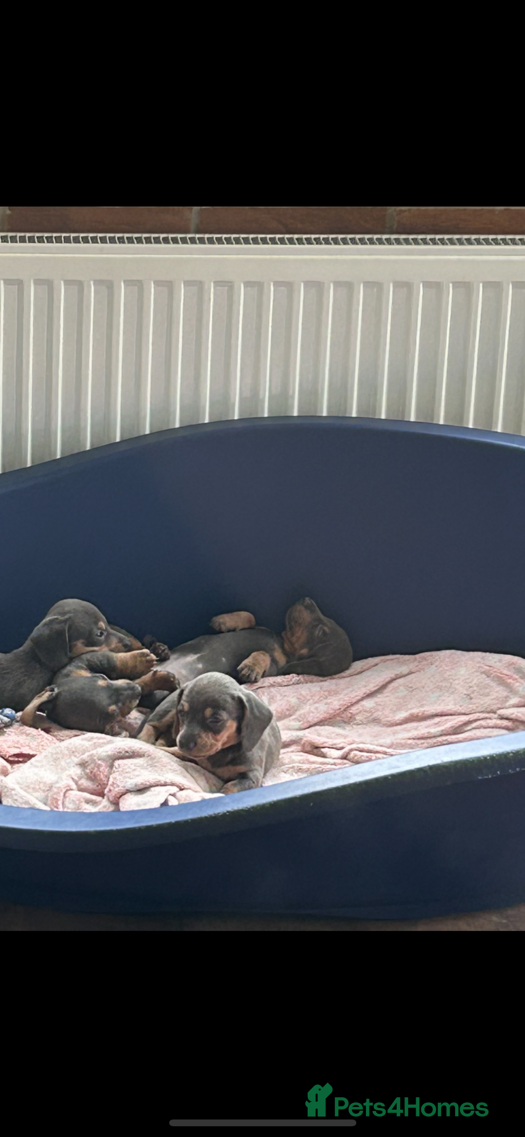 Miniature Dachshund dogs for sale: *** Stunning Blue and tan girlies *** - Image 19