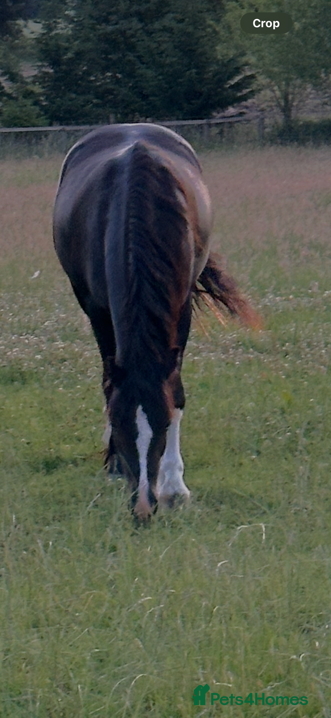 Welsh Section C horses for sale: Handsome Welsh Sec C - Image 5