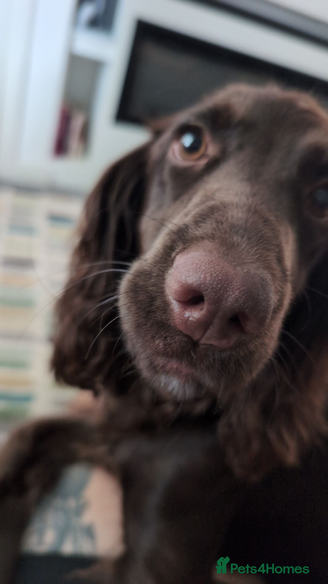 Cocker Spaniel dogs Chocolate cocker spaniel bitch - Advert 2