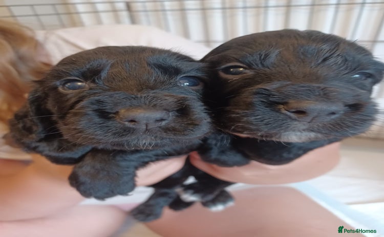Cocker Spaniel dogs - Advert 2