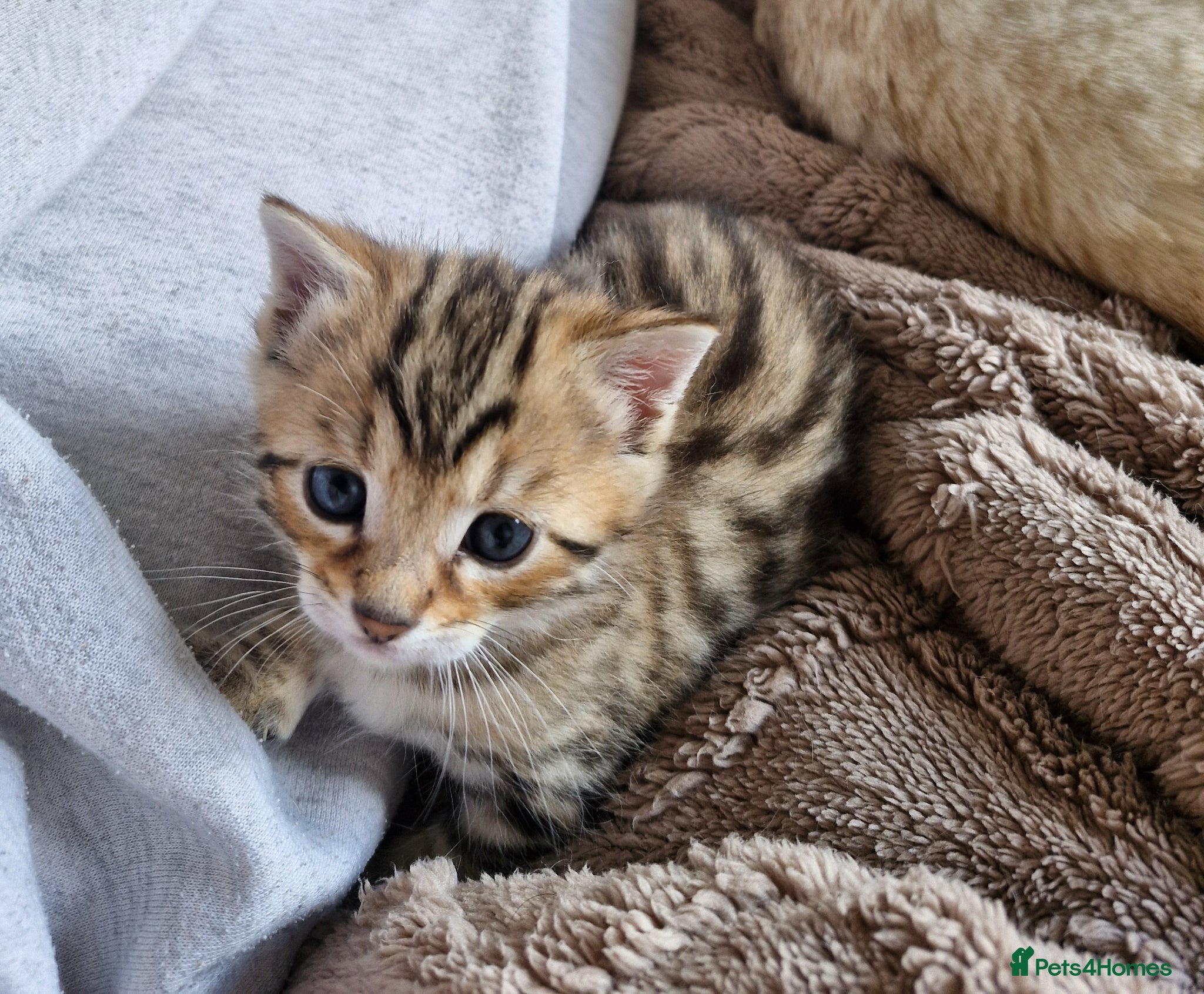 Mixed Breed cats One little bengal cross boy - Advert 1