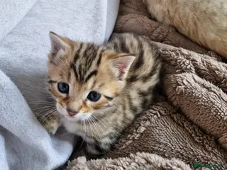 Mixed Breed cats One little bengal cross boy - Advert 1