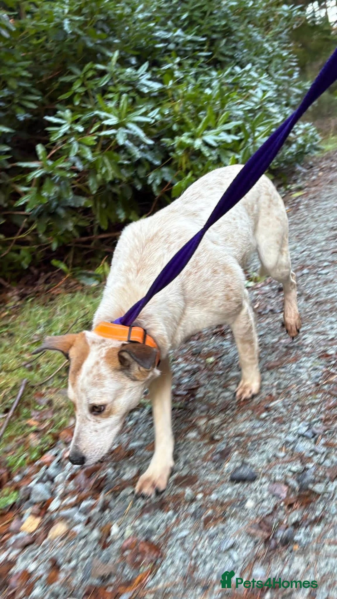 Mixed Breed dogs for adoption: Trinity - Norwich Norfolk  - Advert 7