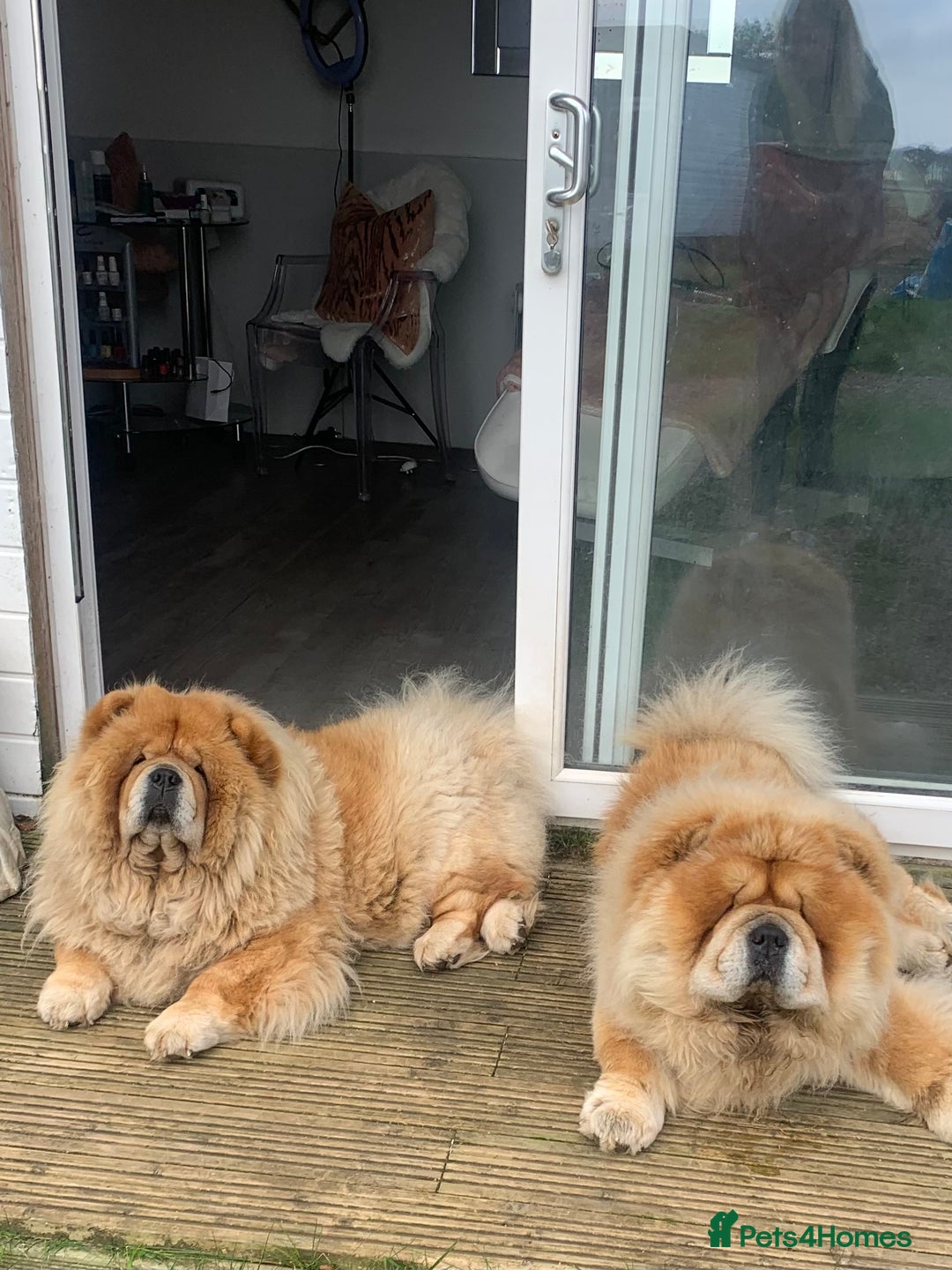 Chow Chow dogs for sale: Stunning kc chow chow  - Advert 13