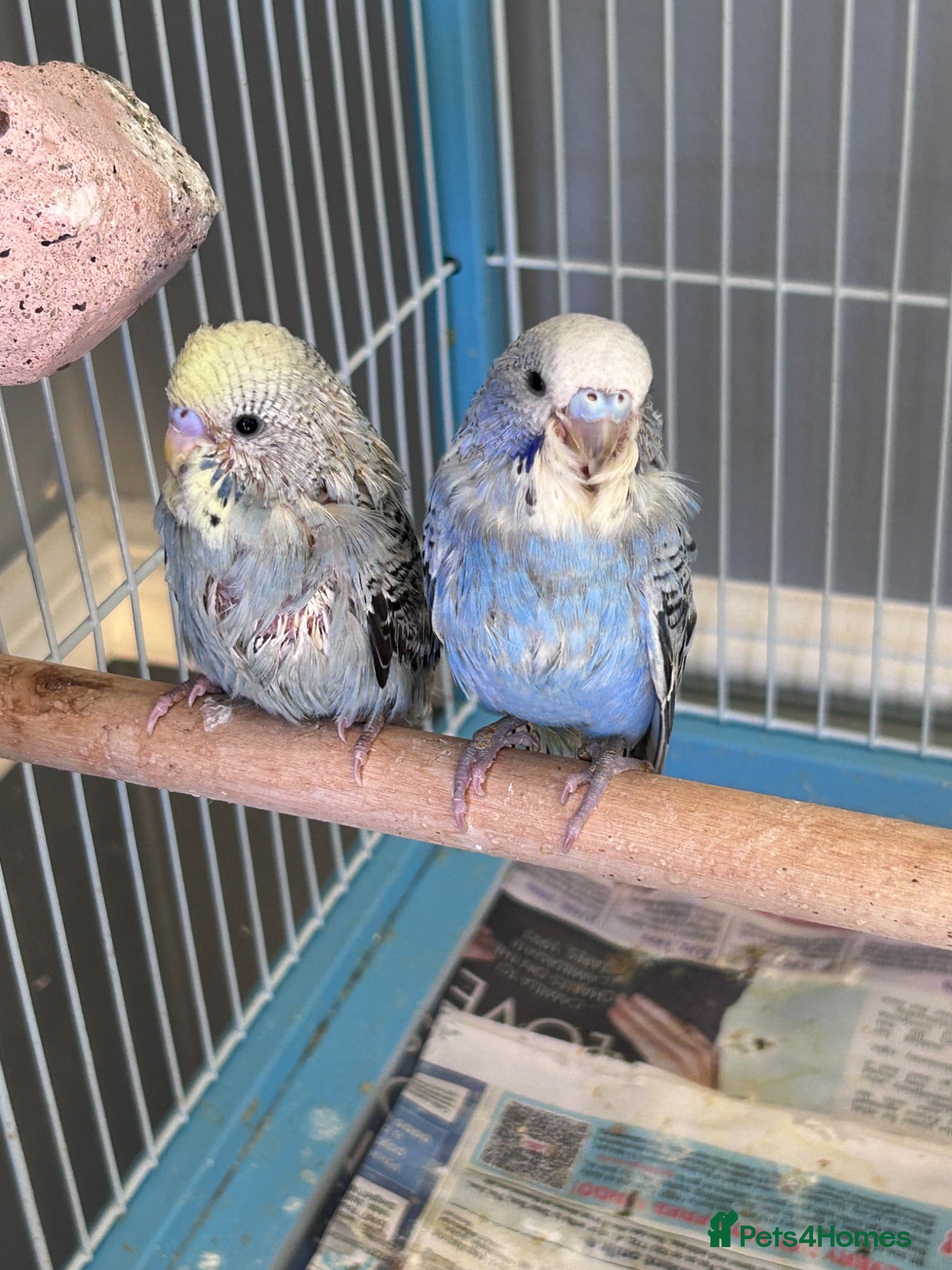 Budgerigars birds 2 x hand reared, hand tame baby budgies - Advert 1