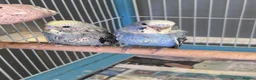 Budgerigars birds for sale: 2 x hand reared, hand tame baby budgies in Croydon - Advert 1