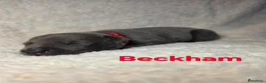 Beckham