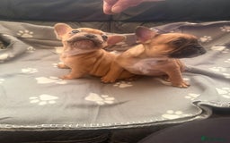 French Bulldog dogs for sale: Beautiful French Bulldog puppies for sale  - Image 9