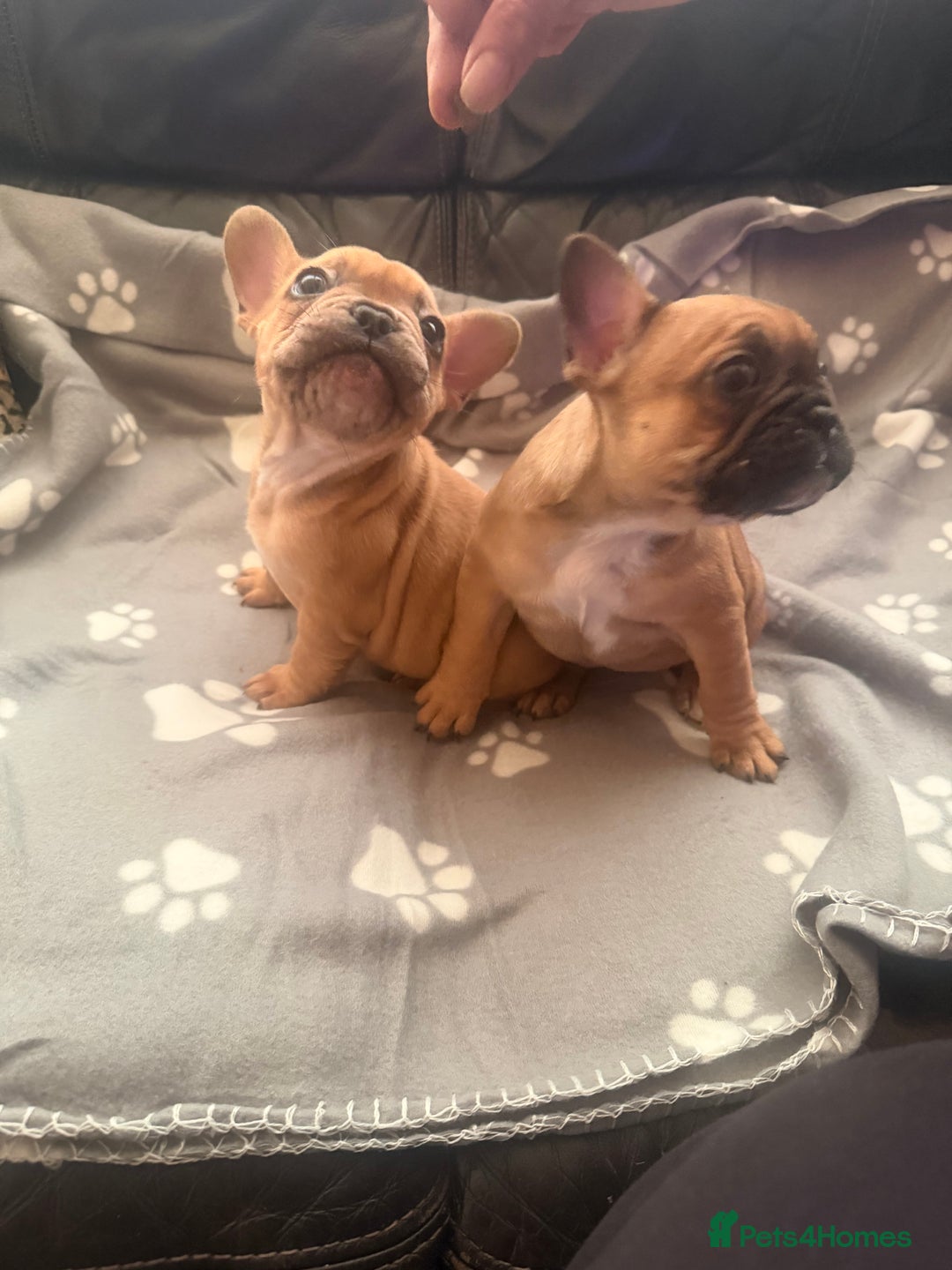 French Bulldog dogs for sale: Beautiful French Bulldog puppies for sale  - Image 9