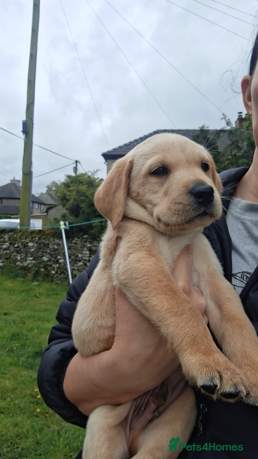 Labrador Retriever dogs *READY TO LEAVE* Beautiful labrador puppies  - Advert 2