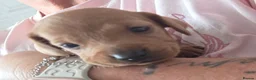 Dachshund dogs for sale: Dachshund Puppies - Advert 2