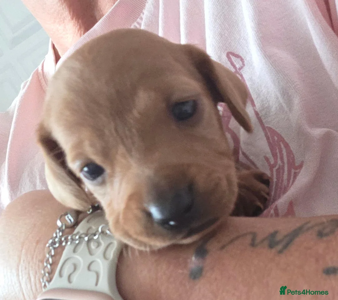 Dachshund dogs for sale: Dachshund Puppies - Advert 2