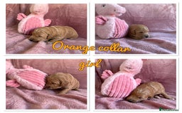 Mini Goldendoodle dogs for sale: Beautiful Family Raised F1 Mini Golden-doodles  - Image 26