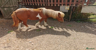 Shetland pony horses - Advert 1
