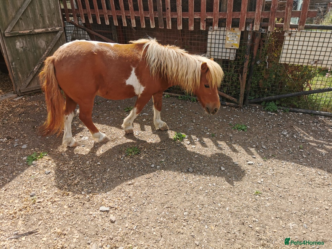 Shetland pony horses for sale: 2 frendly loved shtland felabella, and Shetland  - Image 3