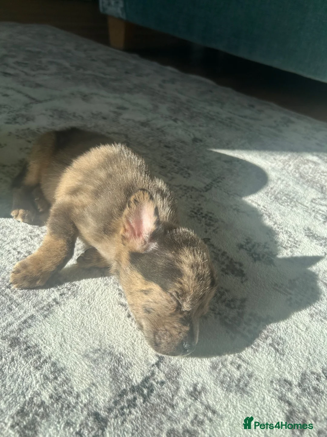 Mixed Breed dogs for sale: French bull dog / German shepherd  in Daventry - Advert 5