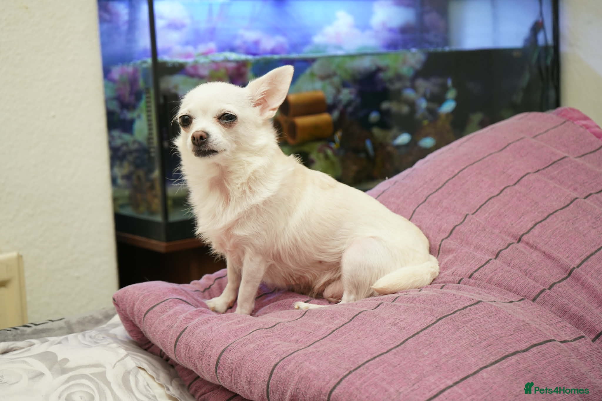 Chihuahua dogs White Apple head chihuahua - Advert 2