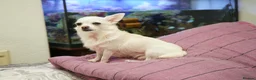 Chihuahua dogs for sale: White Apple head chihuahua - Advert 1