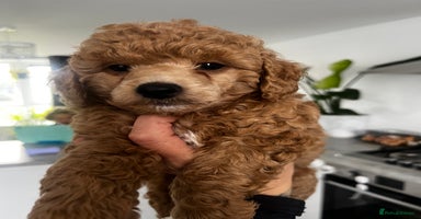 Toy Poodle dogs - Advert 13