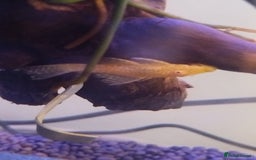 Plecos fish for sale: Albino bristlenose plecos - Image 1