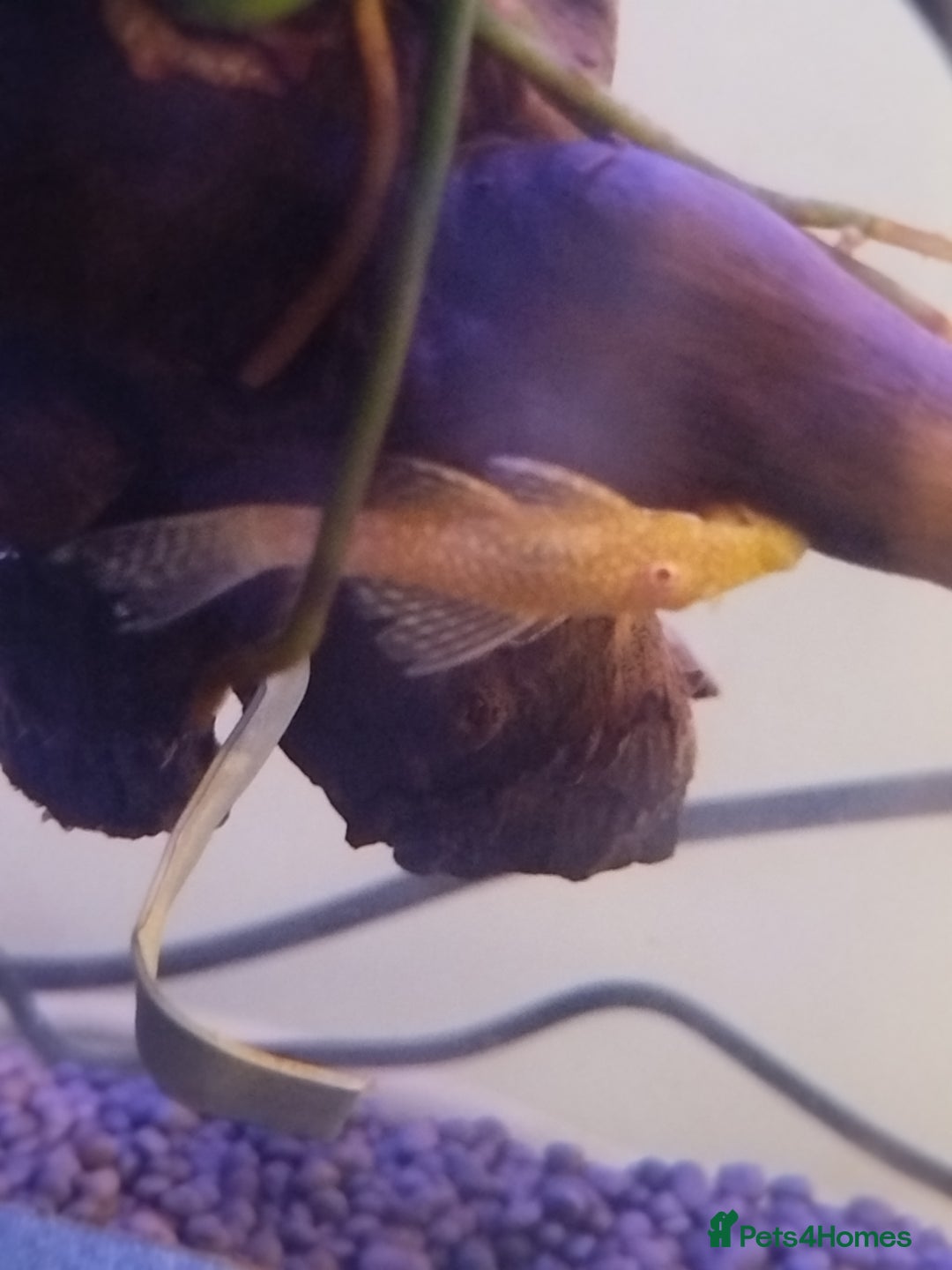 Plecos fish for sale: Albino bristlenose plecos - Image 1