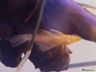 Plecos fish - Advert 7
