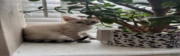 Bengal cats for sale: Stunning TICA Registered Snow Lynx Bengal Kittens - Advert 8