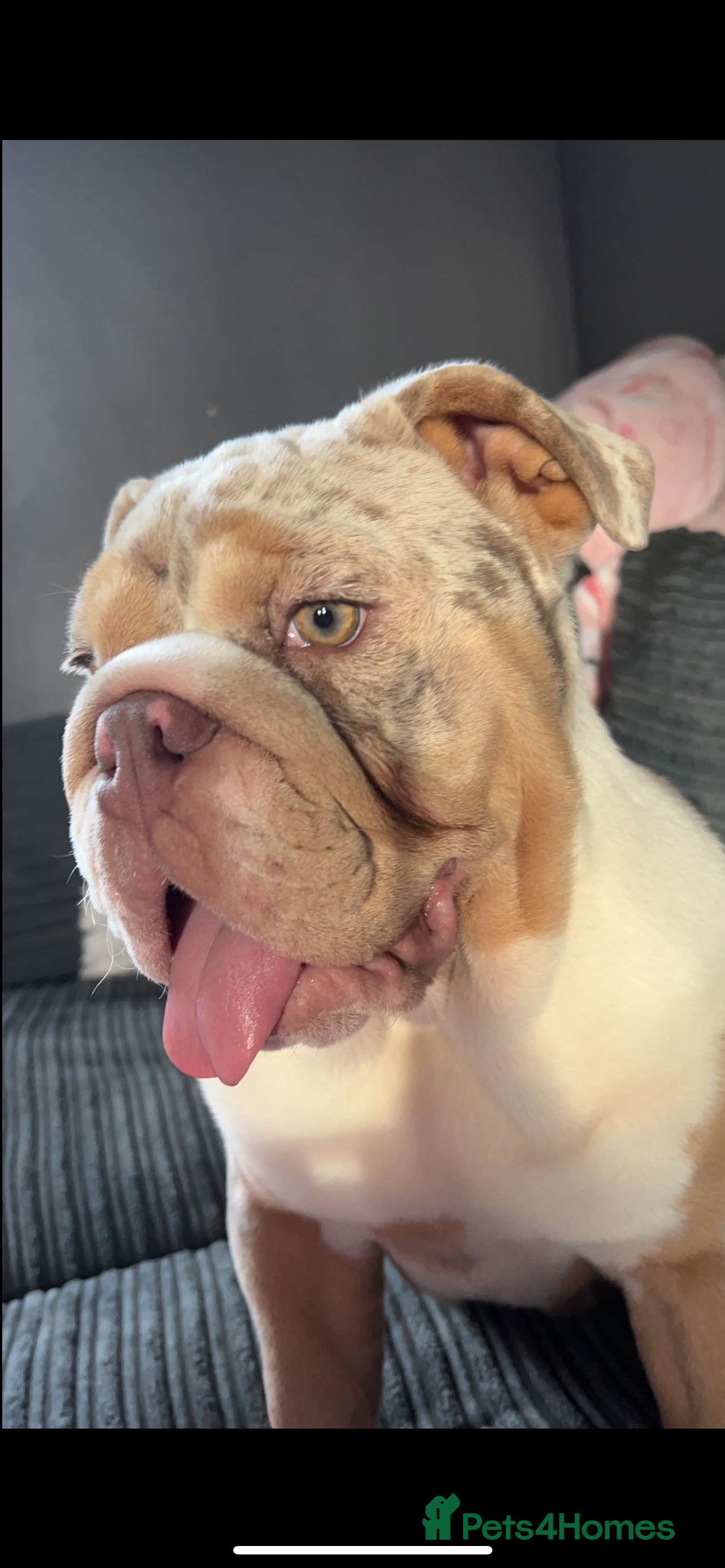 English Bulldog dogs 2 yr old english bulldog for adoption - Advert 4