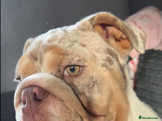 English Bulldog dogs 2 yr old english bulldog for adoption - Advert 4