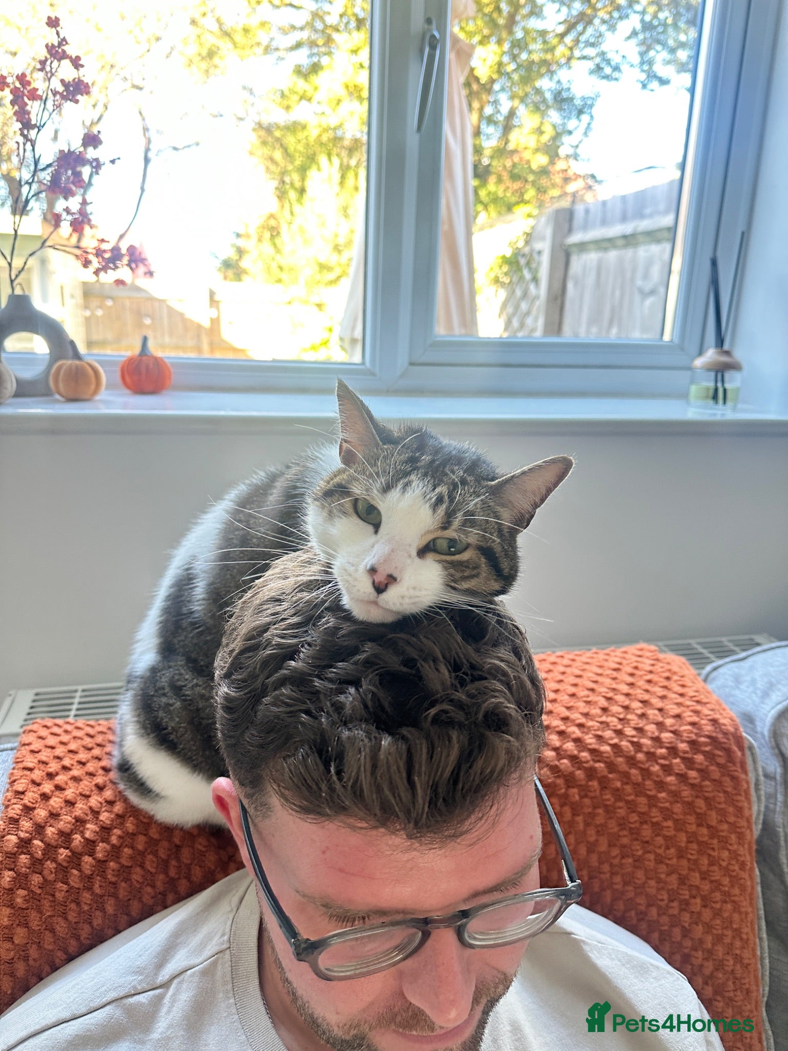 Mixed Breed cats Milo, the 7 year old cat  - Advert 4