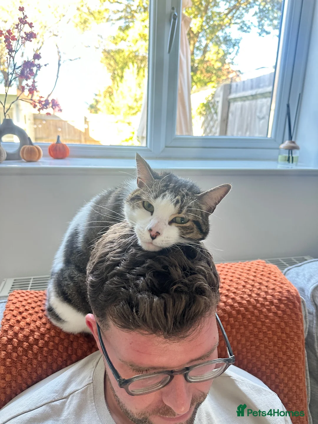 Mixed Breed cats for sale: Milo, the 7 year old cat  - Advert 1