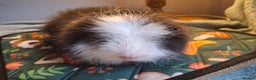 Guinea Pig rodents for sale: Beautiful Swiss Boars Baby /Young Adult  - Advert 5